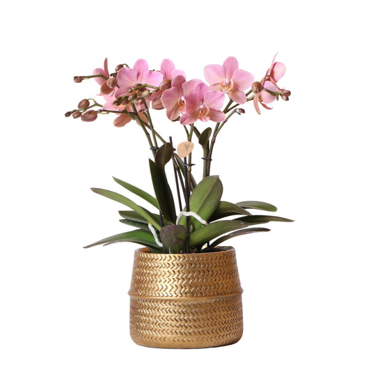 Roze Orchidee – Treviso in Gold Groove Pot – Potmaat 12cm – Hoogte 35cm