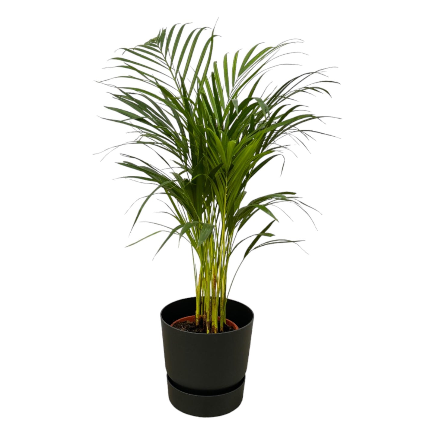 Palmera areca - Altura 85 cm + Maceta redonda Elho Greenville - Negro D24xH23