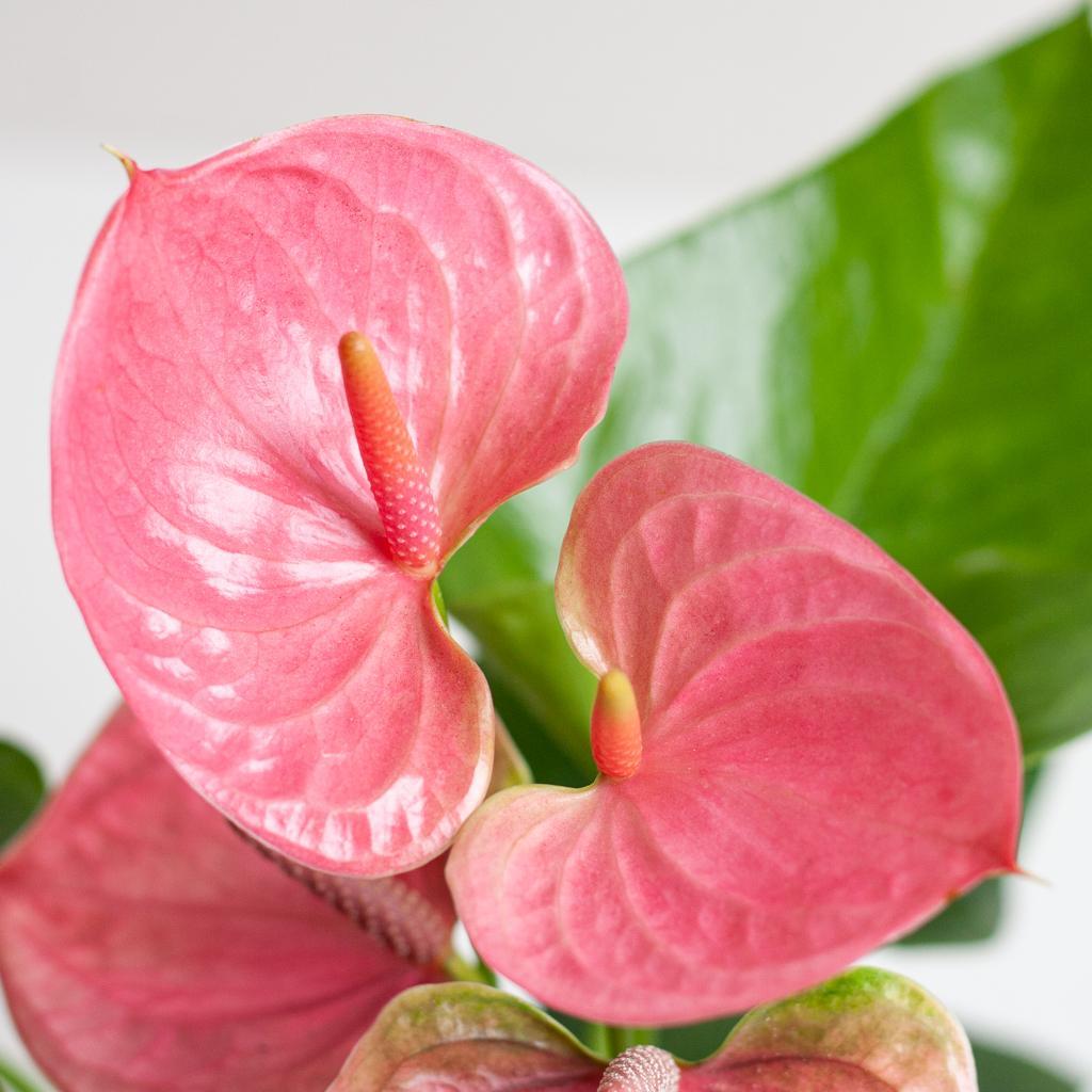 Anthurium Pink Explosion + Lisbon zwarte mand - Hoogte 55cm - Potmaat 17