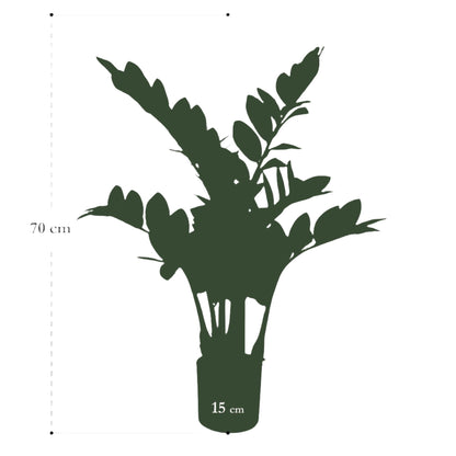 Artificial Plant - Zamioculcas - Indoor palm - 70 cm