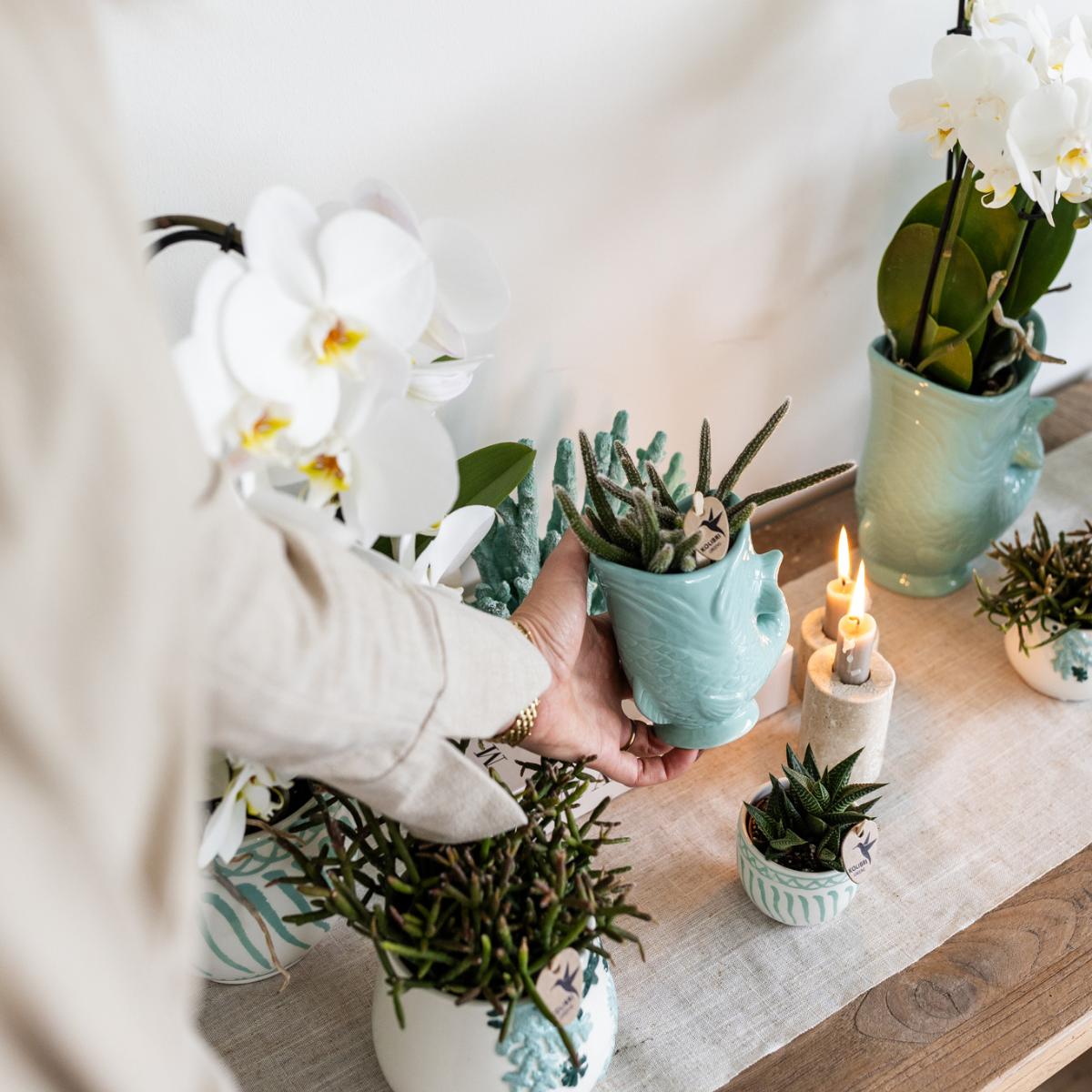 Plantenset Vis Turquoise - Set van Witte Orchidee 9cm + Groene Succulent Crassula Hobbit 6cm - incl. Turquoise Keramische Potten