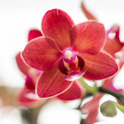 Rode Phalaenopsis orchidee - Congo + Diabolo travertijn - potmaat 9cm