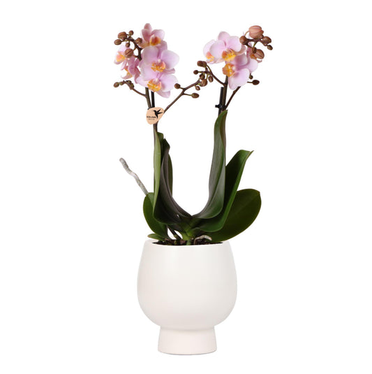 Roze Orchidee – Andorra + Scandic Sierpot Wit – Potmaat 9cm – 40cm