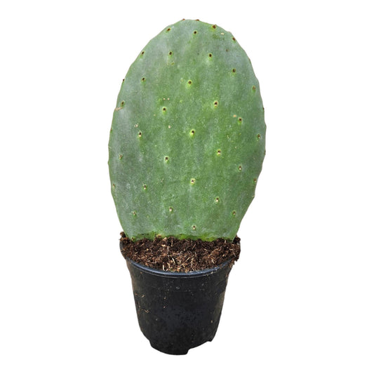 Opuntia Cactus - 40 cm - 17cm