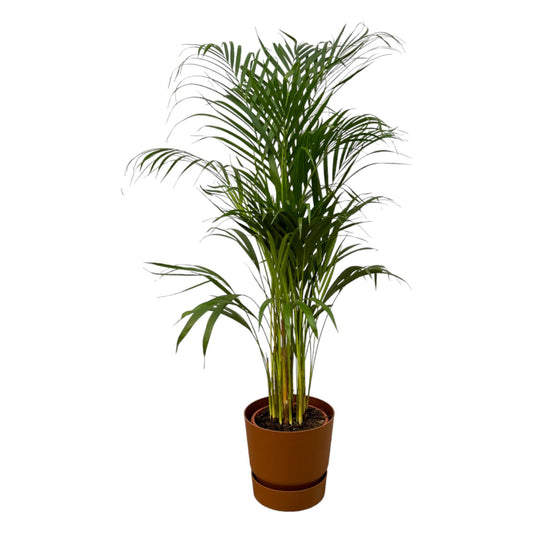 Areca palm - 110 cm - 21 cm + Elho Greenville Rond bruin D24xH23