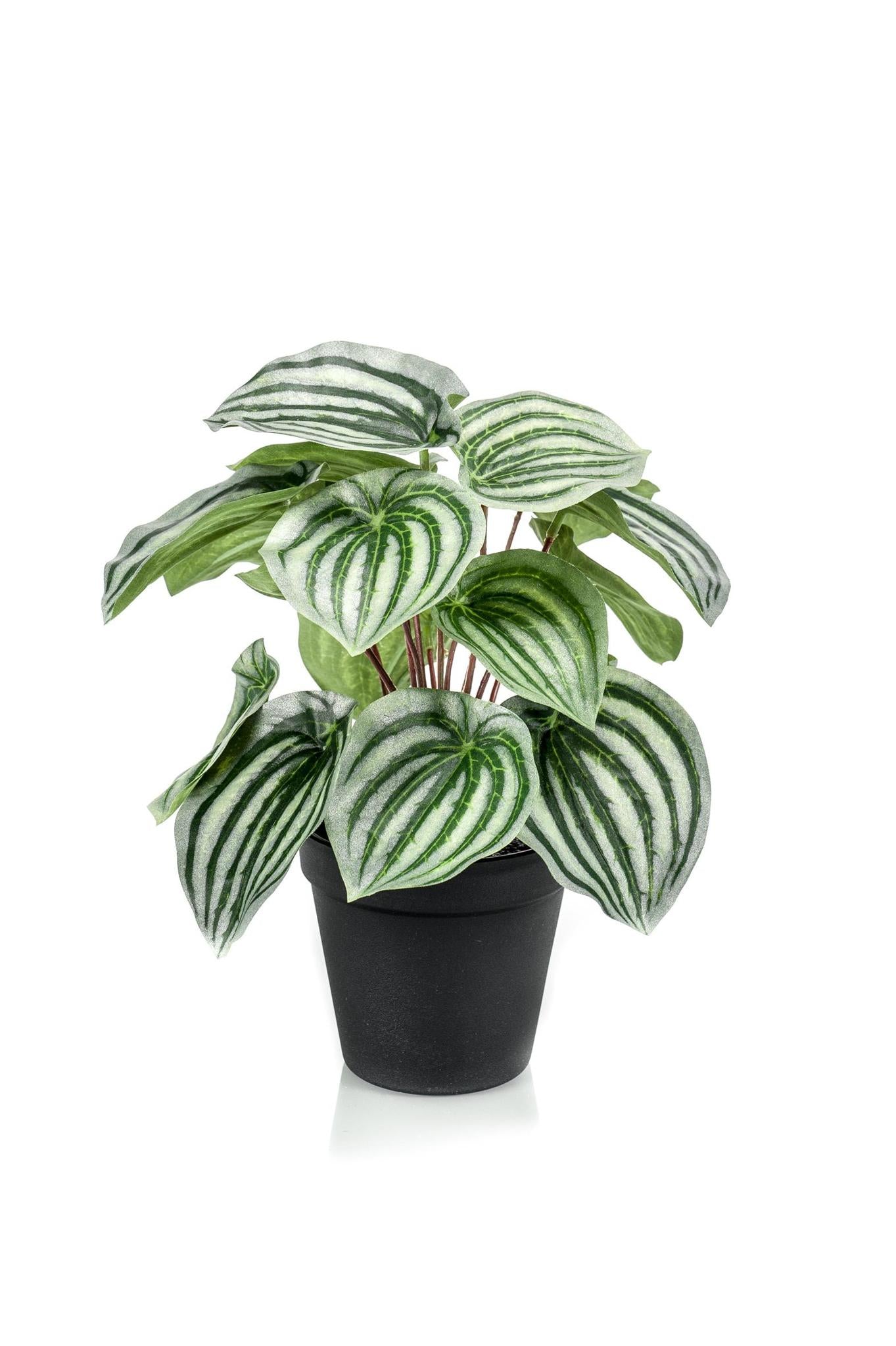 Artificial Plant - Peperomia Argyreia - Watermelon -25 cm