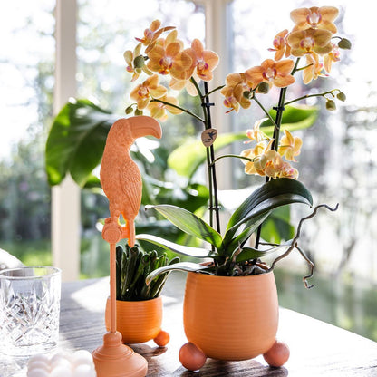 Orquídea naranja mineral Bolzano + Melocotón rodante - tamaño de maceta 9cm