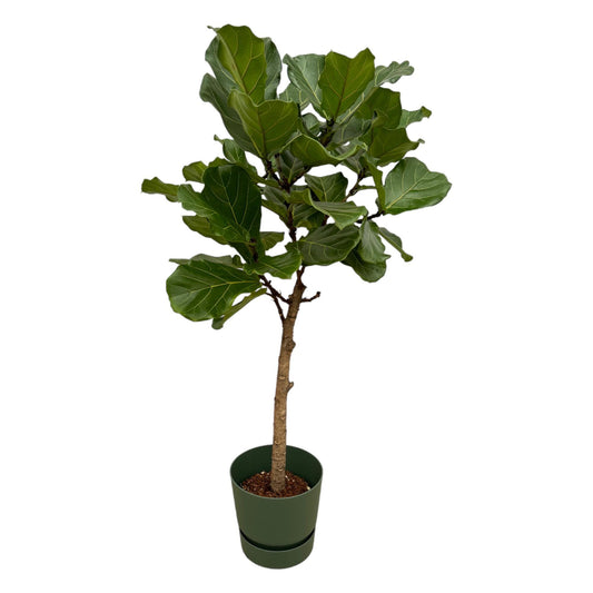 Ficus Lyrata on a stem + Elho Greenville Round Pot - 160 cm - 30 cm