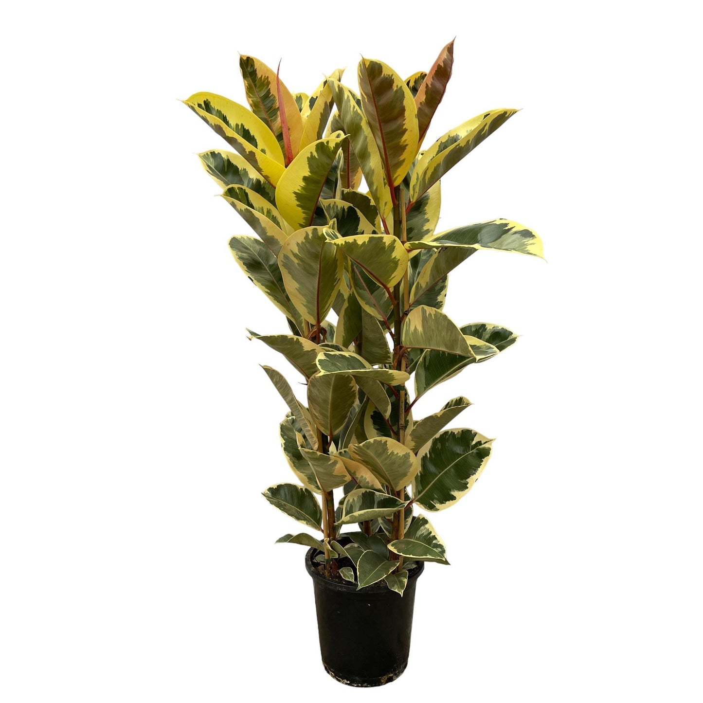 Ficus Elastica Tineke Shrub - Height 160 cm - Pot size 28 cm