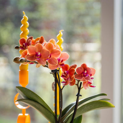 Oranje Orchidee Bolzano + Zeester Decoratieve Pot - Potmaat 9cm