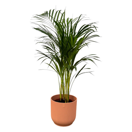 Areca palm - 85 cm - 19 cm + elho Vibes Fold Rond roze D22xH20