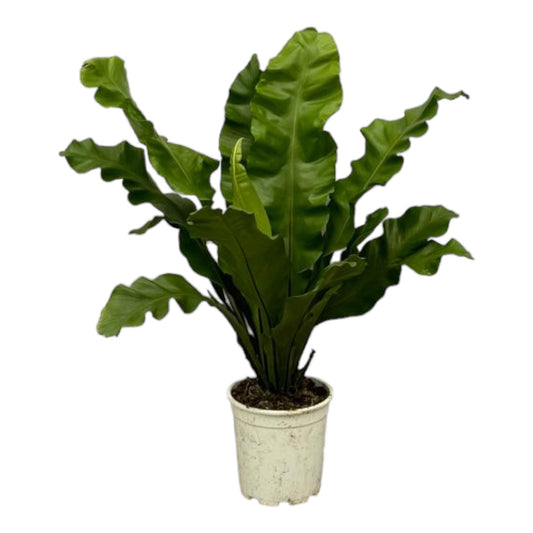 Asplenium Nidum - 80 cm - 21cm