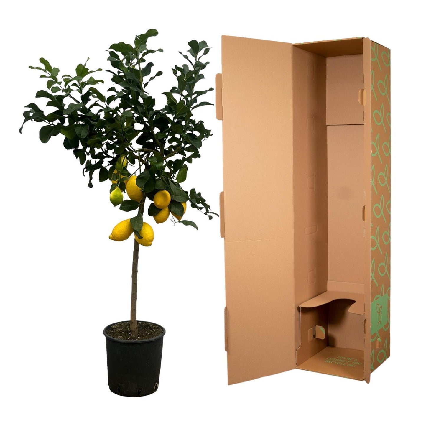 Citrus Lemon tree - 150 cm - 24cm