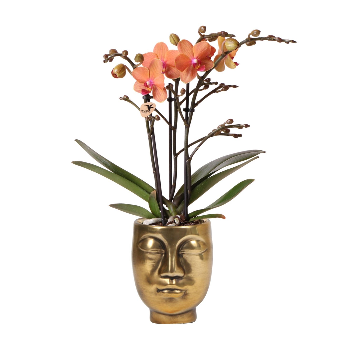 Orange Orchid Bolzano + Face-2-Face gold pot size 9cm