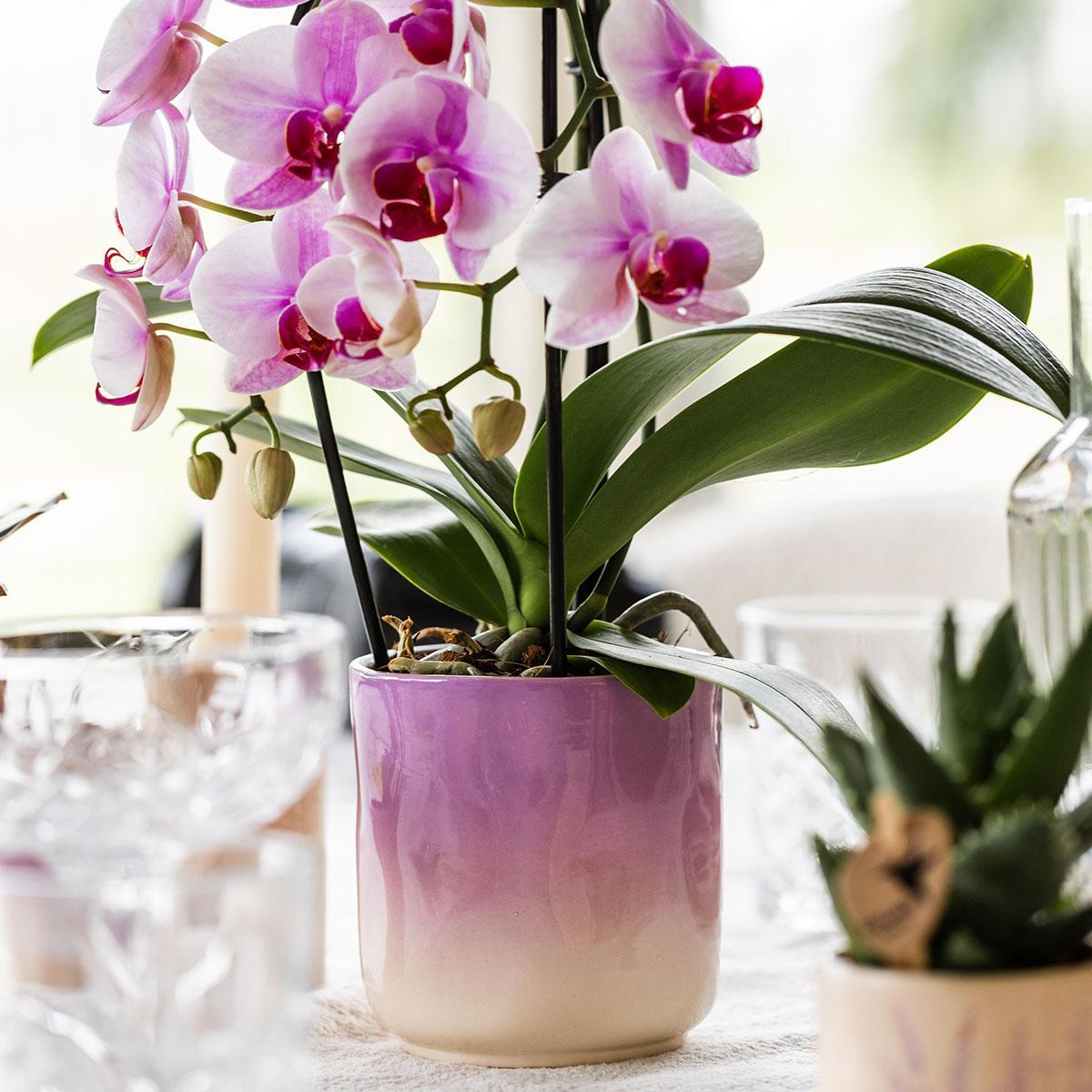 Roze Orchidee Niagara Falls + Gradience Roze Decoratieve Pot - Potmaat 9cm