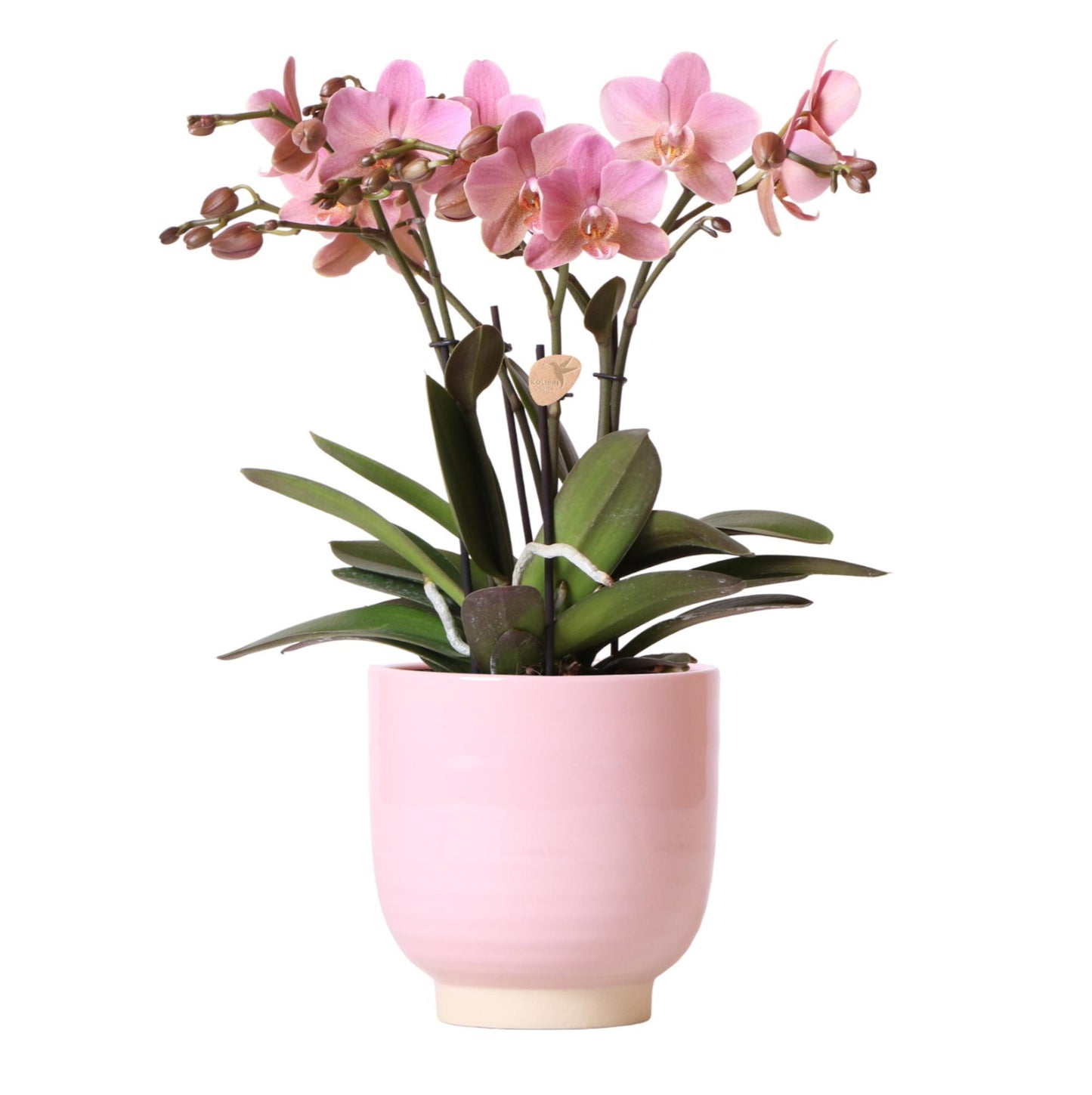 Pink Orchid - Glazed Ceramic Pot Pink - Pot size 12 cm