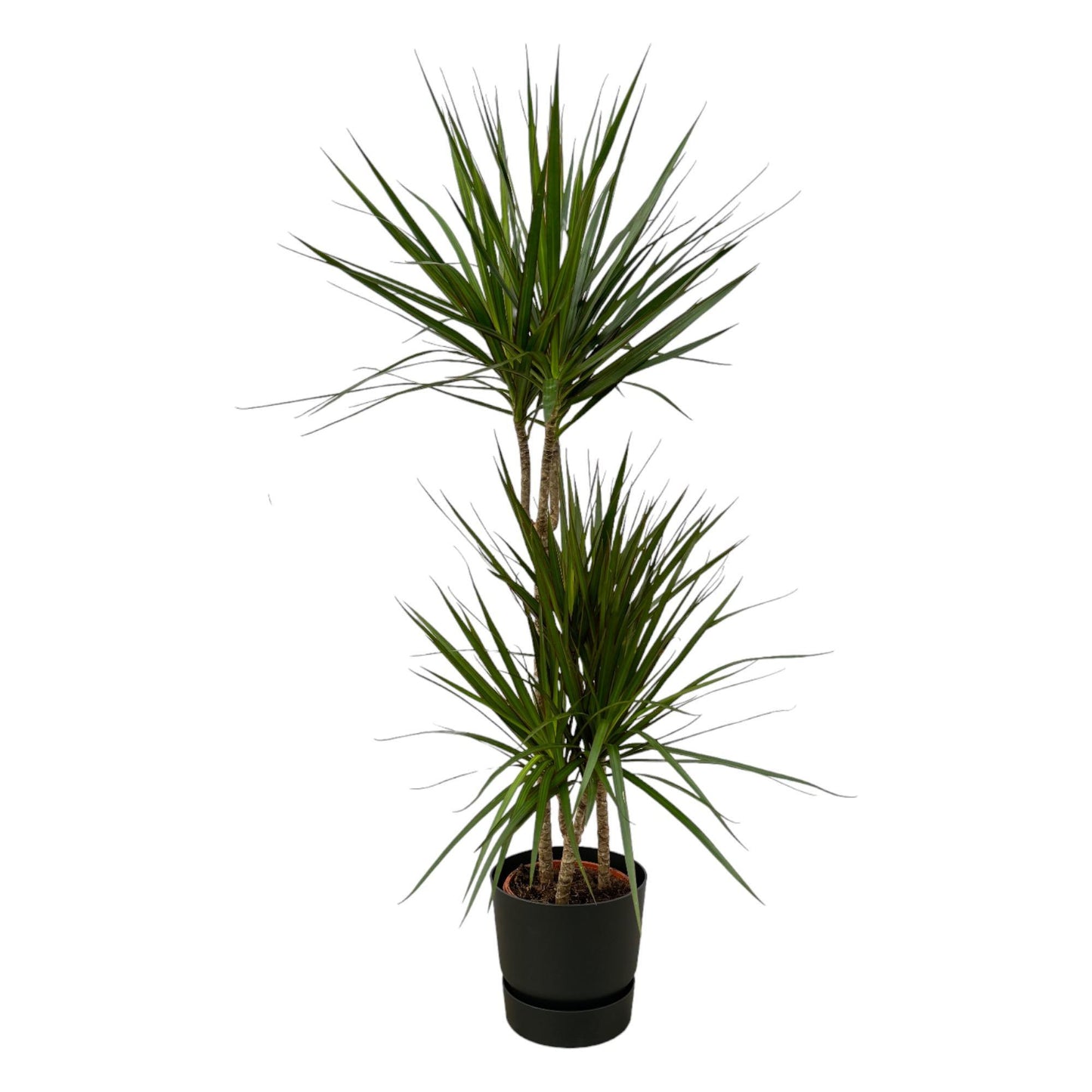 Dracaena Marginata - 120 cm - 21 cm + Elho Greenville Rond Zwart D24xH23