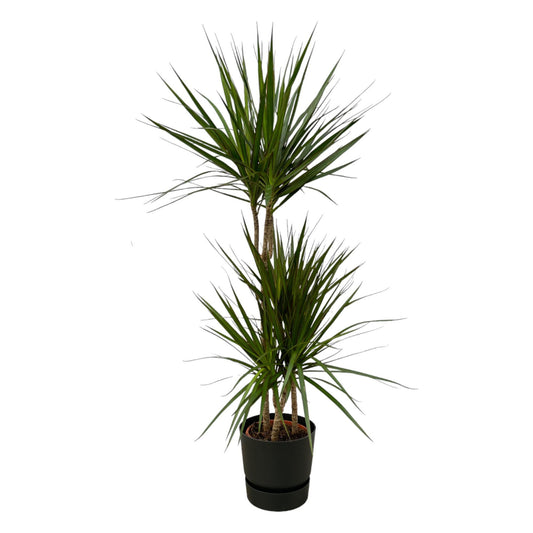 Dracaena Marginata - 120 cm - 21 cm + Elho Greenville Round Black D24xH23