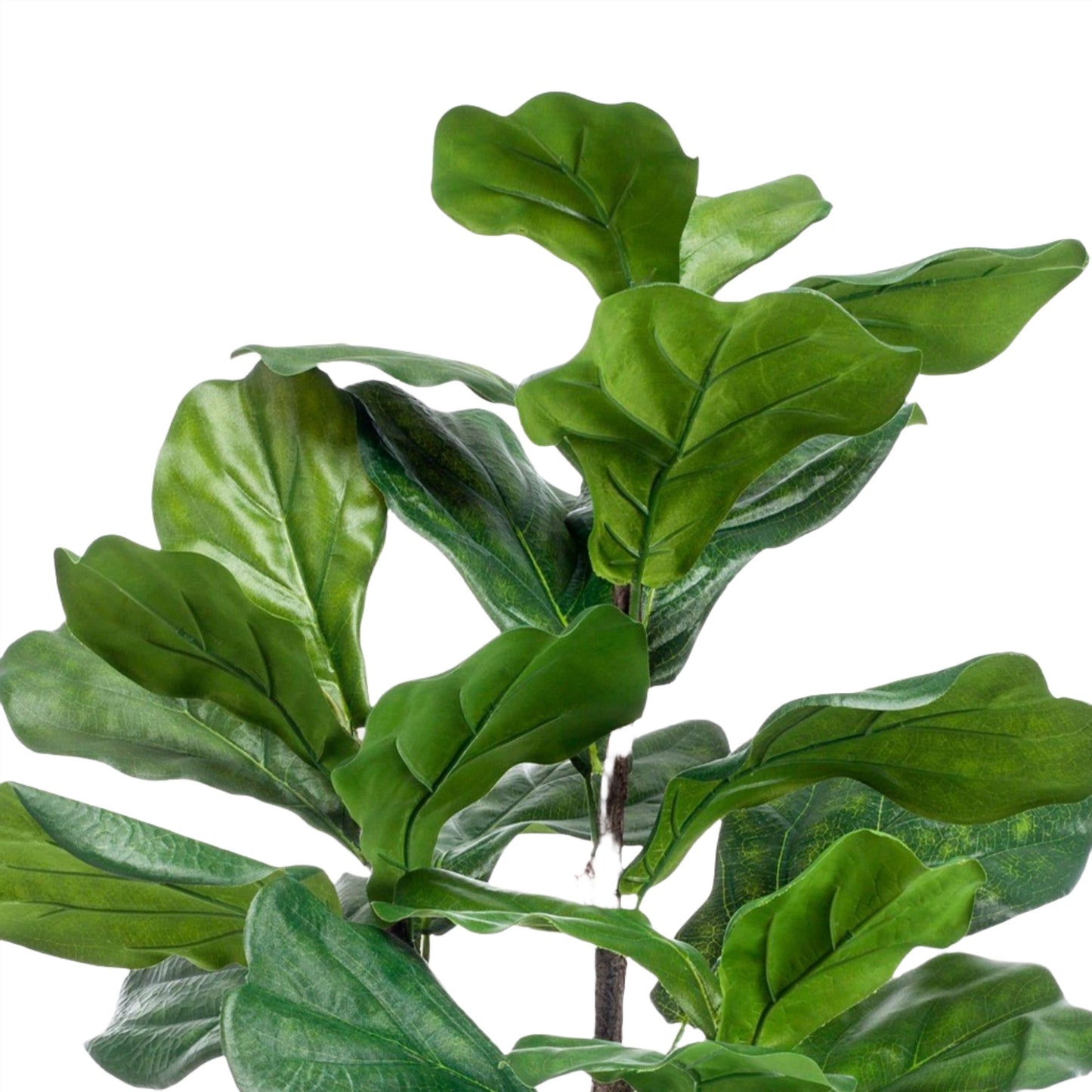 Artificial Tree - Ficus Lyrata - Tabacco Tree - 100 cm up to 180 cm