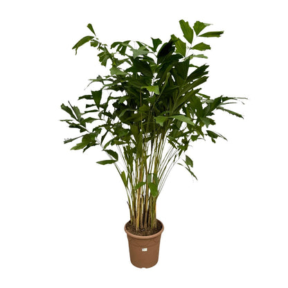 Caryota Mitis - Height 210 cm - Pot size 40cm