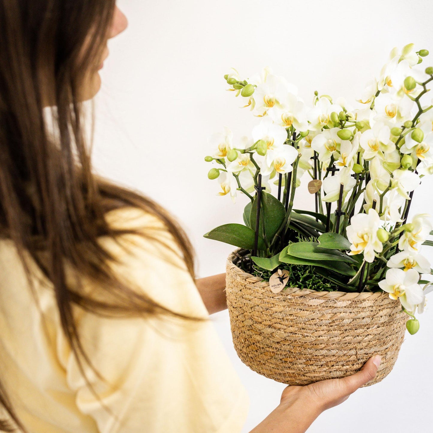 Conjunto de plantas blancas en cesta de juncos - Orquídeas Lausanne + Plantas verdes con depósito de agua