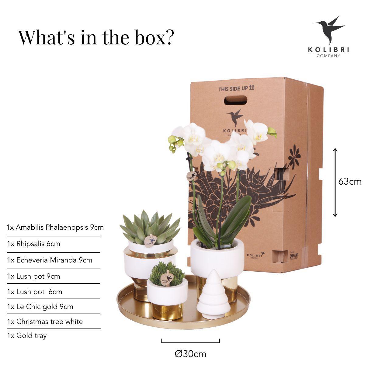 Gift Set Christmas Gold - Plant Set with White Orchid and Succulents incl. Ceramic Decorative Pots