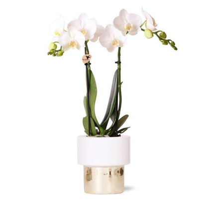 Witte Orchideeën Amabilis + Lush potmaat 9cm / 35cm hoogte