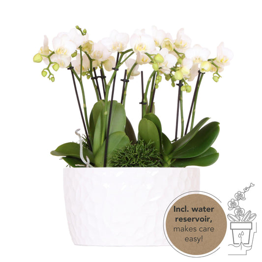 White Plant Set in Honey Dish - Three White Amabilis Orchids 9 cm +Three Green Plants - Jungle Bouquet White + Self-Sustaining Water Reservoir