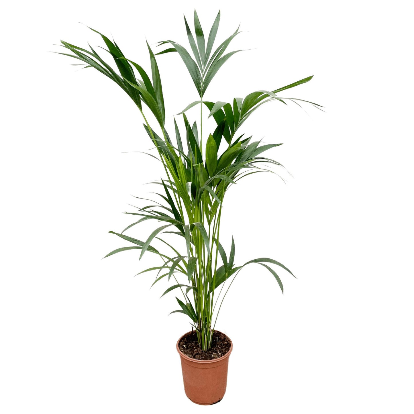 Kentia Palmboom - Hoogte 160cm - Potmaat 24 cm