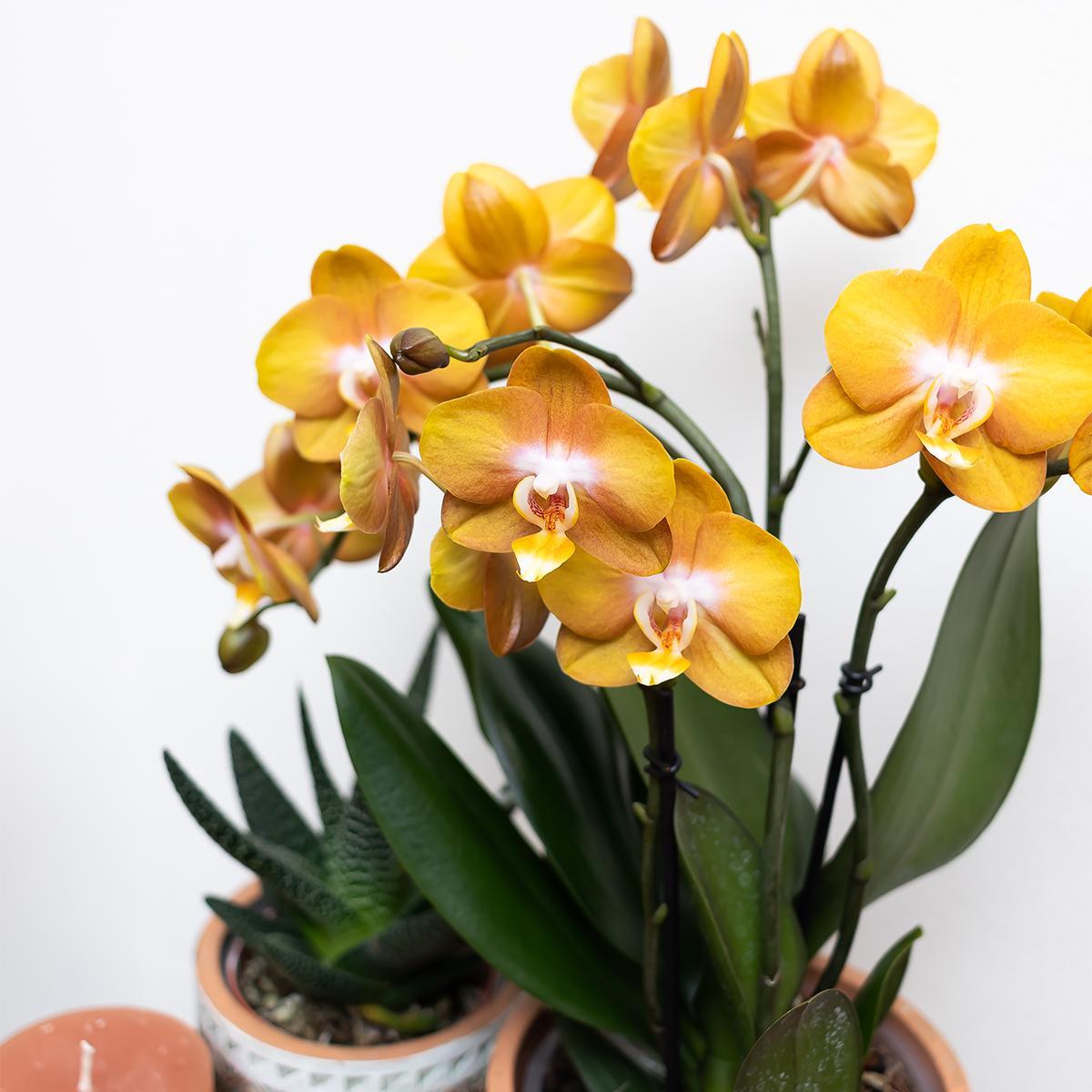 Orquídea naranja en maceta con ranuras doradas - 12 cm