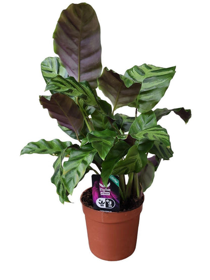 Calathea Groenster - 40 cm - 12 cm