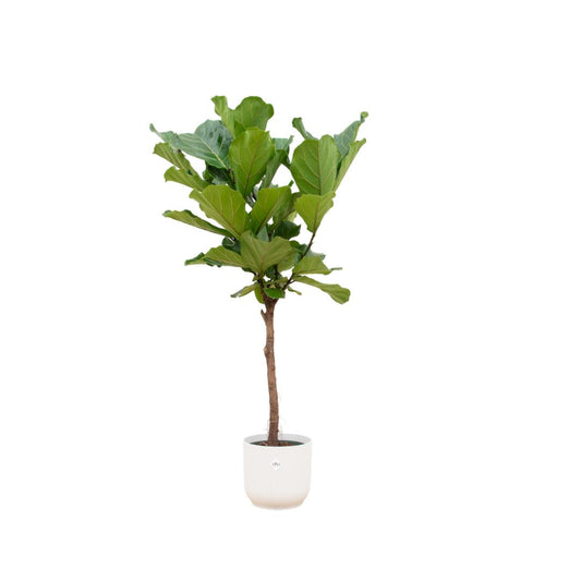 Ficus Lyrata on a stem + Elho Vibes Fold Round white - 160 cm - 30 cm