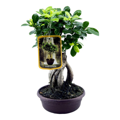 Ficus Microcarpa Ginseng - 30 cm - 17cm