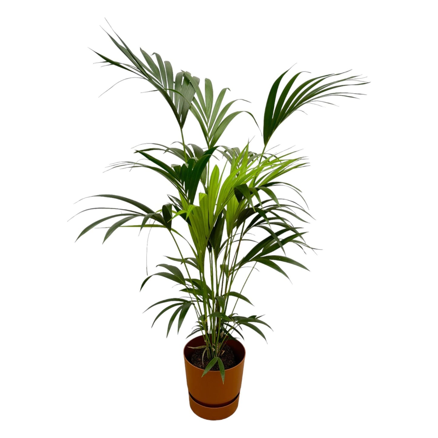 Kentia Palmboom + Elho Greenville Rond bruin - 160 cm - 24 cm