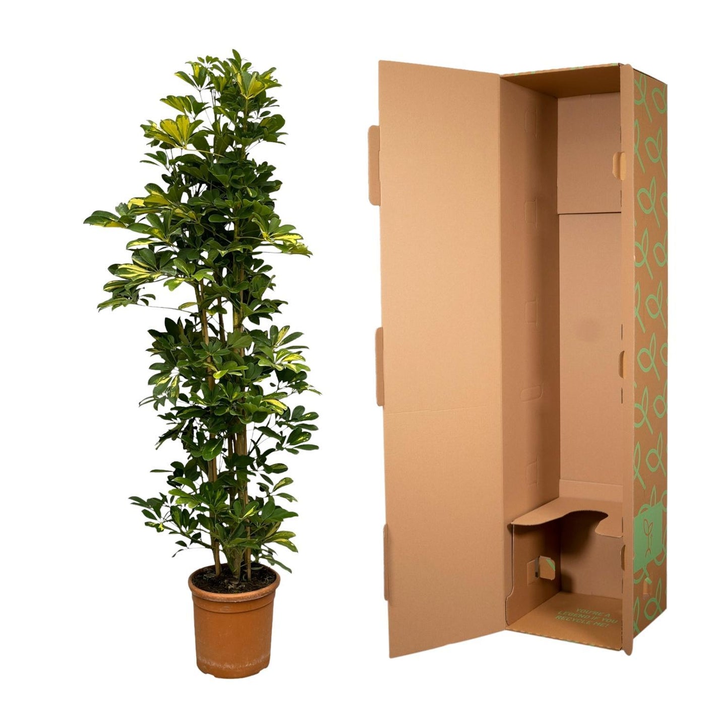 Schefflera Gold Capella struik - 160 cm - 30 cm