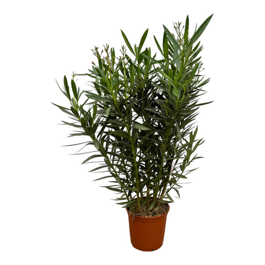 Nerium Oleander shrub + pink flowers - 160 cm - 30 cm