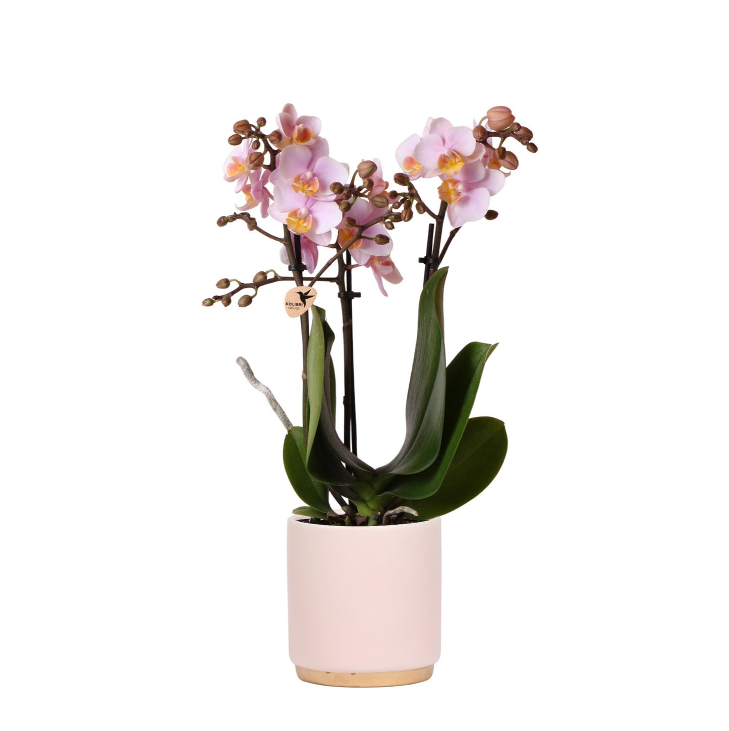 Roze Orchidee – Andorra + Gold Foot Sierpot Roze – Potmaat 9cm – 35cm