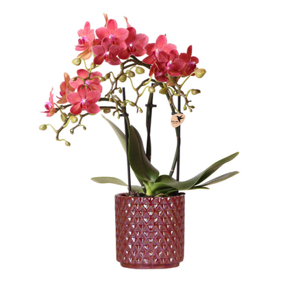 Orquídea Roja Congo + Maceta Perla Roja Tamaño 9cm