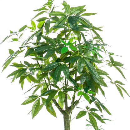 Artificial Tree - Pachira Aquatica - Money Tree - 150 cm up to 180 cm