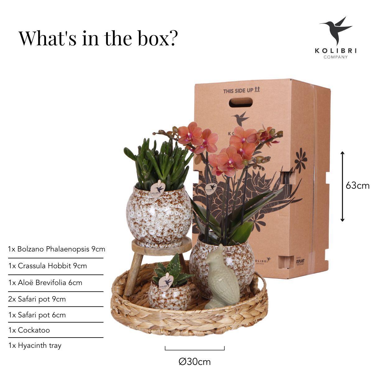 Gift set Untamed Nature | Set with Red Orchids and Succulenten incl. ceramic pot