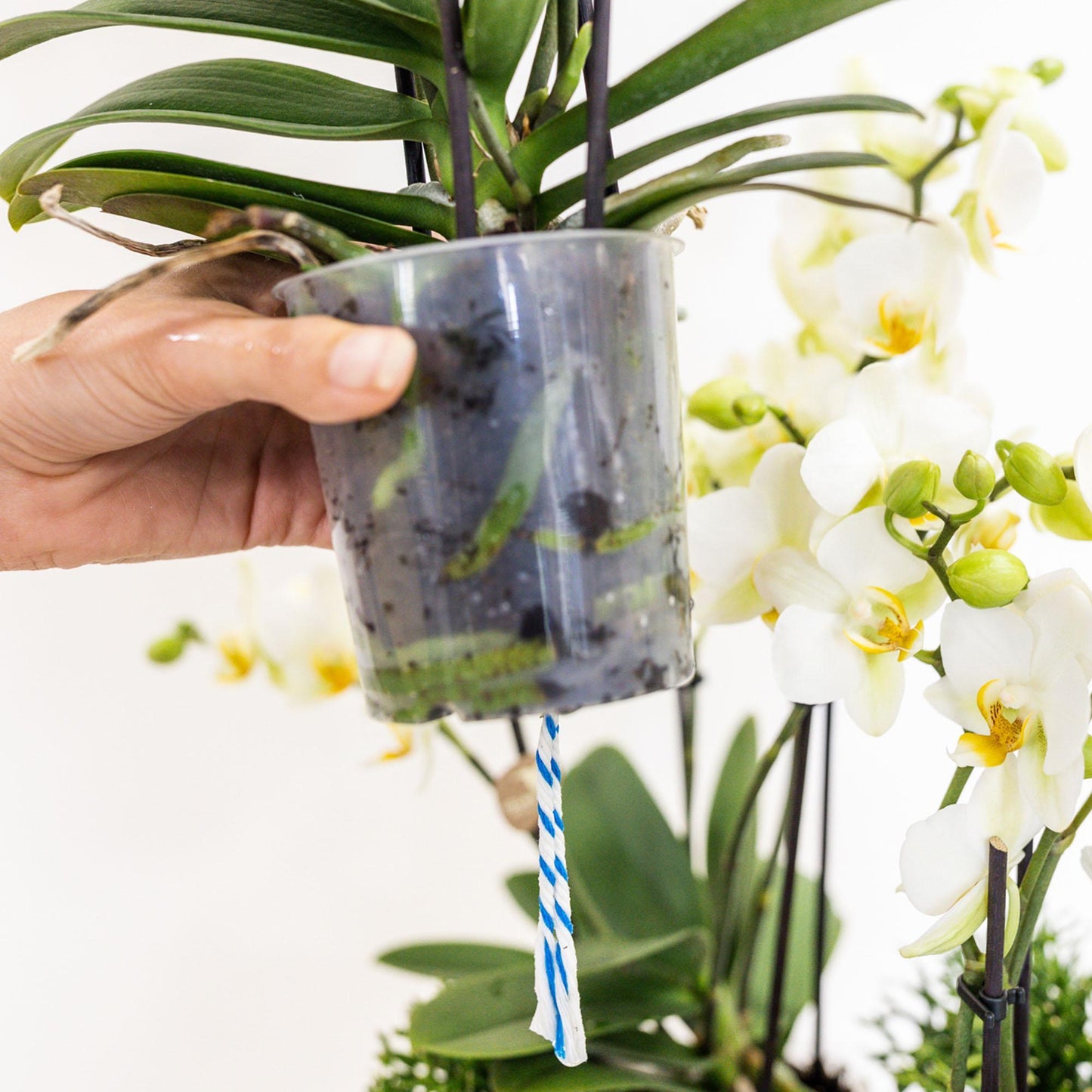 Conjunto de plantas blancas en cesta de juncos - Orquídeas Lausanne + Plantas verdes con depósito de agua