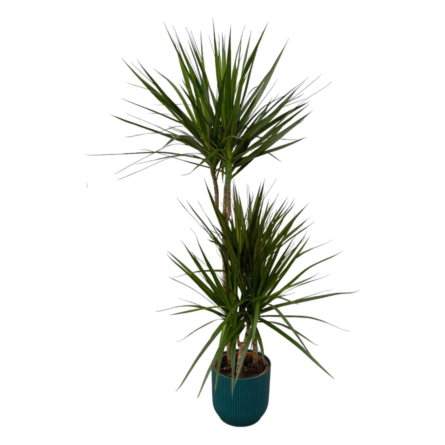 Dracaena Marginata - 120 cm - 21 cm + Elho Vibes Fold Round blue D22xH20