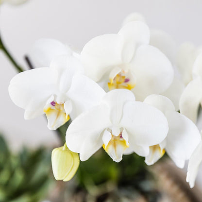 Geschenkset Silver Splendor - Witte Phalaenopsis Orchidee met Vetplanten incl. keramische potten