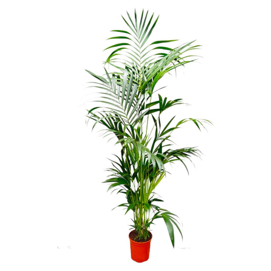 Kentia Palmboom - Hoogte 200 cm - Potmaat 24