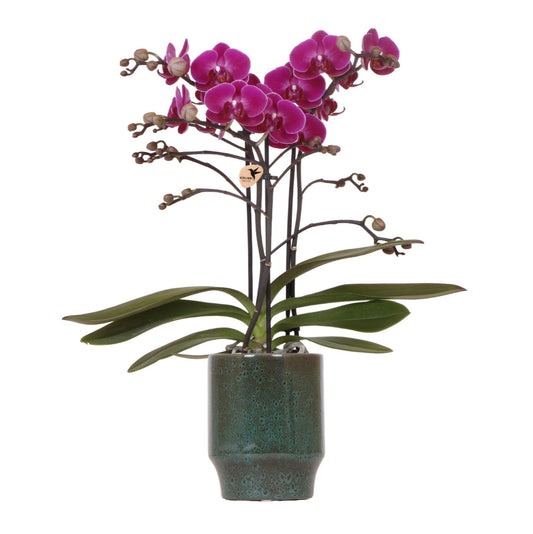 Purple Orchid - MORELIA Classy green- pot size 9cm