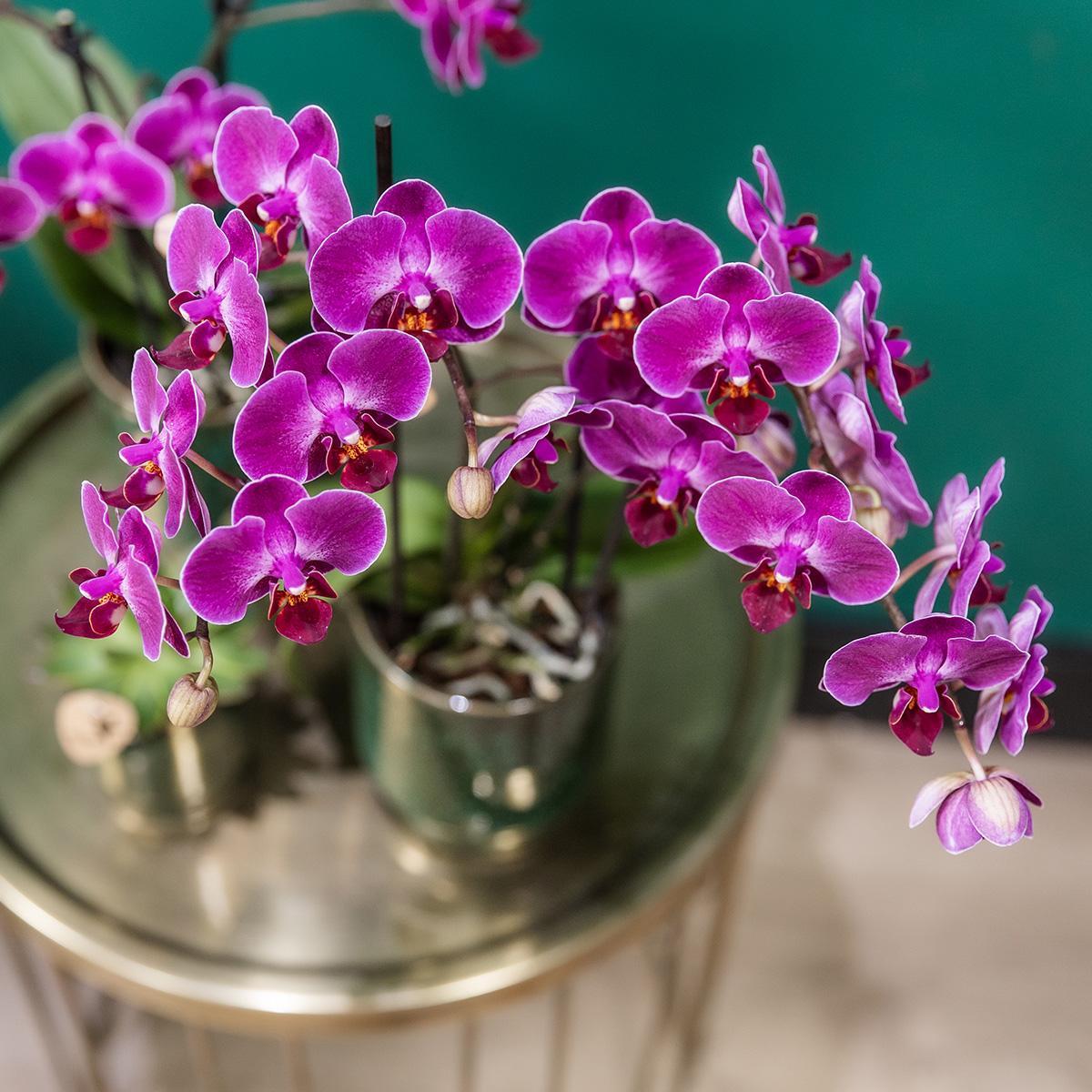 Purple Orchid - MORELIA Classy green- pot size 9cm