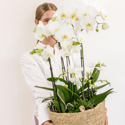 Plant Set in Cotton Basket - Three White Orchids and Three Green Plants - Field Bouquet White with Self-Sustaining Water Reservoir