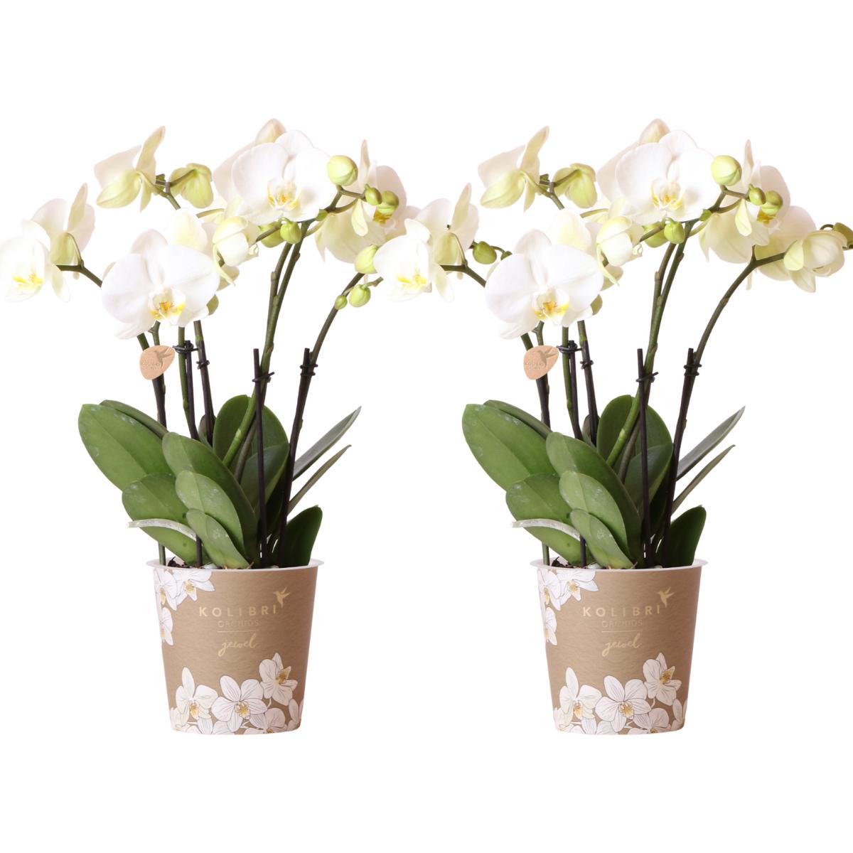 OFERTA COMBINADA de 2 Orquídeas blancas - maceta de 12cm