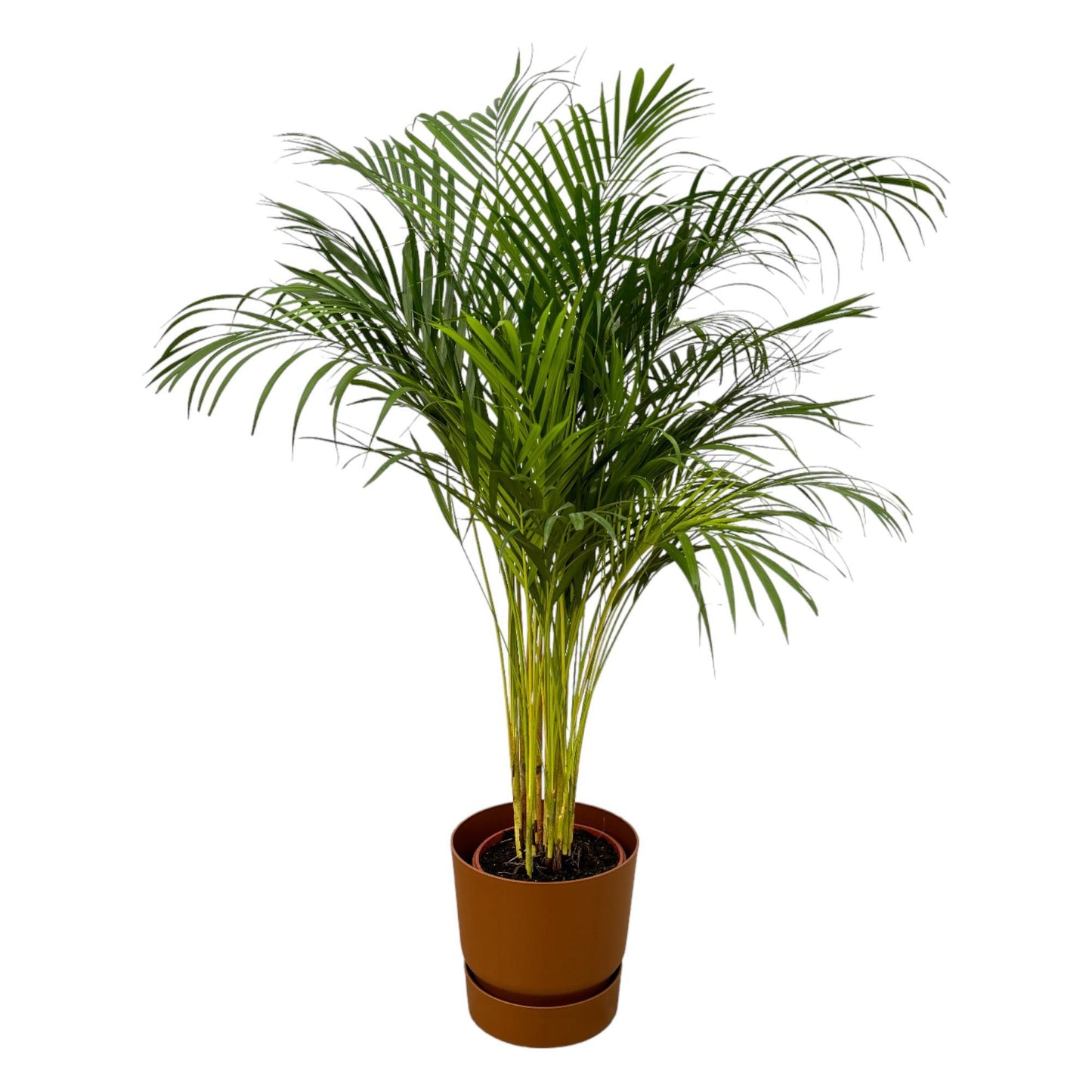 Palmera Areca - Altura 130 cm + Maceta Redonda Elho Greenville - Marrón D30xH28