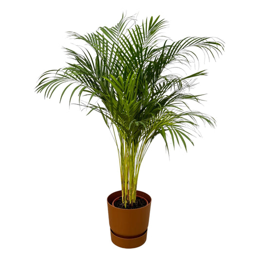 Areca palm - 130 cm - 24 cm + elho Greenville Rond bruin D30xH28